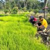Bhabinkamtibmas Polsek Tambang Melaksanakan Pendampingan Pembibitan Tanaman Padi Didesa Sungai Pinang