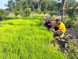 Bhabinkamtibmas Polsek Tambang Melaksanakan Pendampingan Pembibitan Tanaman Padi Didesa Sungai Pinang
