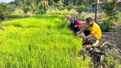 Bhabinkamtibmas Polsek Tambang Melaksanakan Pendampingan Pembibitan Tanaman Padi Didesa Sungai Pinang