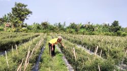 Bhabinkamtibmas Polsek Tambang Sambang Tanaman Cabai Didesa Terantang