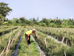 Bhabinkamtibmas Polsek Tambang Sambang Tanaman Cabai Didesa Terantang