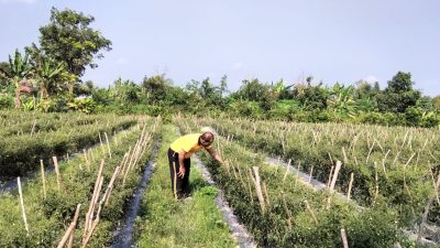 Bhabinkamtibmas Polsek Tambang Sambang Tanaman Cabai Didesa Terantang
