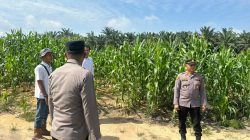 Kapolsek TAMBANG Lakukan Pengecekan Lahan Jagung Pipil di PT Tasmapuja