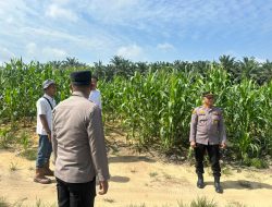 Kapolsek TAMBANG Lakukan Pengecekan Lahan Jagung Pipil di PT Tasmapuja