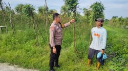 Bhabinkamtibmas Polsek Tambang Sambangi Tanaman Kacang Panjang Didesa Kuapan