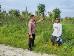 Bhabinkamtibmas Polsek Tambang Sambangi Tanaman Kacang Panjang Didesa Kuapan