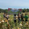 Kapolsek Tambang Laksanakan Panen Jagung Pipil Didesa Rimbo Panjang