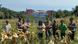 Kapolsek Tambang Laksanakan Panen Jagung Pipil Didesa Rimbo Panjang