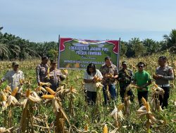 Kapolsek Tambang Laksanakan Panen Jagung Pipil Didesa Rimbo Panjang