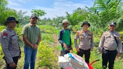 Polsek KKH Serahkan Pupuk Npk Dan Urea – Periksa Perkembangan Jagung, Dukung Ketahtanan Pangan