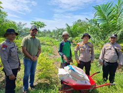 Polsek KKH Serahkan Pupuk Npk Dan Urea – Periksa Perkembangan Jagung, Dukung Ketahtanan Pangan