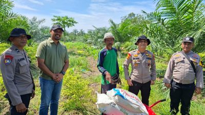 Polsek KKH Serahkan Pupuk Npk Dan Urea – Periksa Perkembangan Jagung, Dukung Ketahtanan Pangan