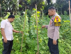 Bhabinkamtibmas Polsek Tambang Sambang Tanaman Mentimun Didesa Aur Sati