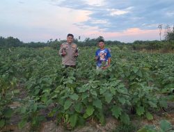 Bhabinkamtibmas Polsek Tambang Sambangi Tanaman Terong Didesa Koto Perambahan