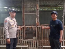 Bhabinkamtibmas Polsek Tambang Kunjungi Peternakan Ayam Kampung Warga Didesa Padang Luas