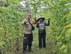 Bhabinkamtibmas Polsek Tambang Sambangi Tanaman Pare dan Gambas Didesa Sei.Putih