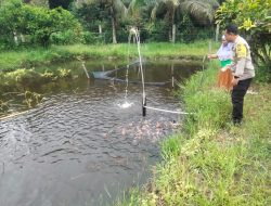 Bhabinkamtibmas Polsek Tambang Sambang Peternakan ikan Mas dan Nila Didesa Pulau Birandang