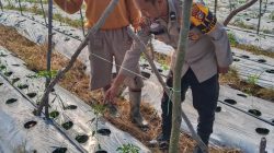 Bhabinkamtibmas Polsek Tambang, Sambang dan Melihat Tanaman Cabe Didesa Kualu