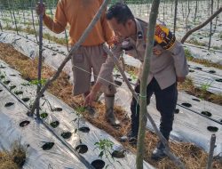 Bhabinkamtibmas Polsek Tambang, Sambang dan Melihat Tanaman Cabe Didesa Kualu
