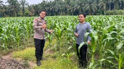 Bhabinkamtibmas Polsek Tambang Sambang dan Melihat Tanaman Jagung Manis Didesa Sungai Pinang