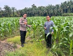 Bhabinkamtibmas Polsek Tambang Sambang dan Melihat Tanaman Jagung Manis Didesa Sungai Pinang