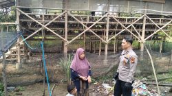 Bhabinkamtibmas Polsek Tambang Sambang dan Melihat Ayam Petelur Didesa Balam Jaya