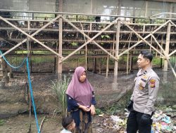 Bhabinkamtibmas Polsek Tambang Sambang dan Melihat Ayam Petelur Didesa Balam Jaya