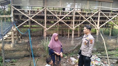 Bhabinkamtibmas Polsek Tambang Sambang dan Melihat Ayam Petelur Didesa Balam Jaya