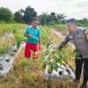 Bhabinkamtibmas Polsek Tambang Sambang dan Melihat Tanaman Terong Didesa Kuapan