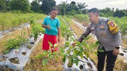 Bhabinkamtibmas Polsek Tambang Sambang dan Melihat Tanaman Terong Didesa Kuapan