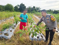 Bhabinkamtibmas Polsek Tambang Sambang dan Melihat Tanaman Terong Didesa Kuapan