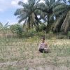 Secara rutin Bhabinkamtibmas Desa Muara Mahat Baru Mengecek Pertumbuhan Jagung pipil