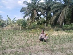 Secara rutin Bhabinkamtibmas Desa Muara Mahat Baru Mengecek Pertumbuhan Jagung pipil