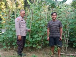 Bhabinkamtibmas Polsek Tambang Sambang dan Melihat Perkembangan Tanaman Mentimun Didesa Padang Luas