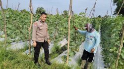 Bhabinkamtibmas Polsek Tambang Sambangi Tanaman Melon Didesa Kuapan