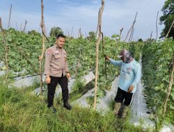 Bhabinkamtibmas Polsek Tambang Sambangi Tanaman Melon Didesa Kuapan