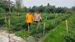 Bhabinkamtibmas Polsek Tambang Laksanakan Pengecekan Tanaman Cabe Merah Keriting Didesa Pulau Birandang
