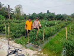 Bhabinkamtibmas Polsek Tambang Laksanakan Pengecekan Tanaman Cabe Merah Keriting Didesa Pulau Birandang