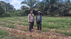 Bhabinkamtibmas Polsek Tambang Sambangi Perkembangan Tanaman Pare Didesa Sei.Putih