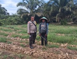 Bhabinkamtibmas Polsek Tambang Sambangi Perkembangan Tanaman Pare Didesa Sei.Putih