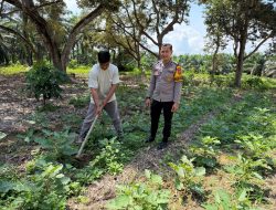 Bhabinkamtibmas Polsek Tambang Sambang dan Pengecekan Tanaman Terong Didesa Gobah