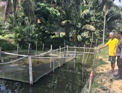 Bhabinkamtibmas Polsek Tambang Sambang dan Melihat Perkembangan Budaya Ikan Nila Didesa Sei Putih