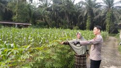 Bhabinkamtibmas Polsek Tambang Sambang dan Pengecekan Tanaman Jagung Manis Didesa Balam Jaya