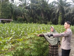 Bhabinkamtibmas Polsek Tambang Sambang dan Pengecekan Tanaman Jagung Manis Didesa Balam Jaya