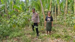 Bhabinkamtibmas Polsek Tambang Sambang dan Pengecekan Tanaman Pisang dan Terong Didesa Teluk Kenidai