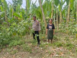Bhabinkamtibmas Polsek Tambang Sambang dan Pengecekan Tanaman Pisang dan Terong Didesa Teluk Kenidai