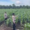 Kapolsek Kampar AKP Asdisyah Mursid SH Kembali Tinjau Tanaman Jagung Pipil di Desa Kayu Aro, Wujud Nyata Dukungan Ketahanan Pangan Nasional