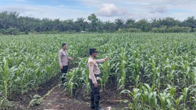 Kapolsek Kampar AKP Asdisyah Mursid SH Kembali Tinjau Tanaman Jagung Pipil di Desa Kayu Aro, Wujud Nyata Dukungan Ketahanan Pangan Nasional