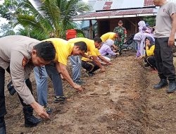 Polsek Kampar Intensifkan Pendampingan Ketahanan Pangan, Bhabinkamtibmas Rutin Pantau Perkembangan Tanaman Jagung Warga