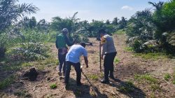 PROGRAM KETAHTANAN PANGAN BERLANJUT – JAGUNG PIPIL TUMPANG SARI TANAMI DI DESA BANGUN SARI